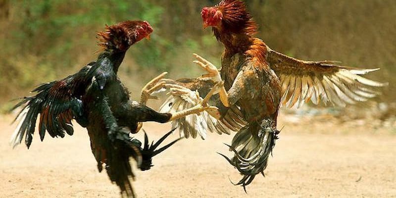 Đá Gà 68gamebai: Hướng Dẫn Chơi, Mẹo Thắng Lớn và Kinh Tự Chơi 1 Đá Gà