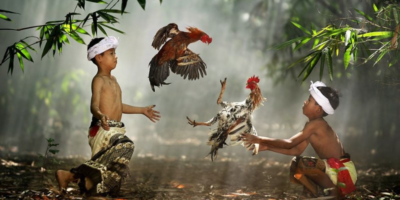 Đá Gà 68gamebai: Hướng Dẫn Chơi, Mẹo Thắng Lớn và Kinh Tự Chơi 3 Đá Gà